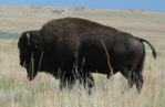 Bisonoxe Great Salt Lake, Utah